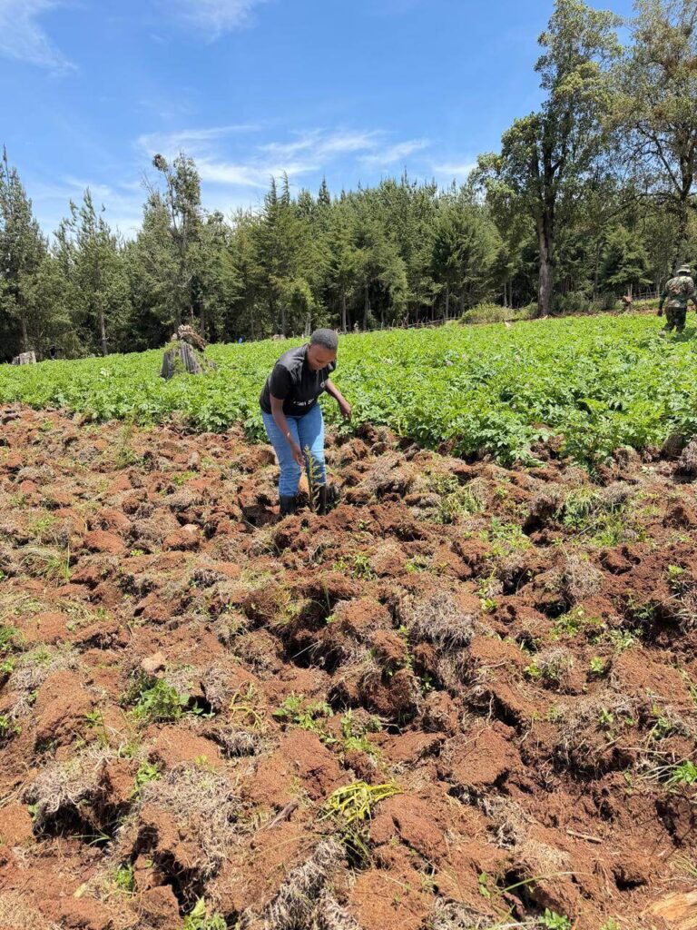 Privatization Authority tree planting activity in Sorget Forest 08