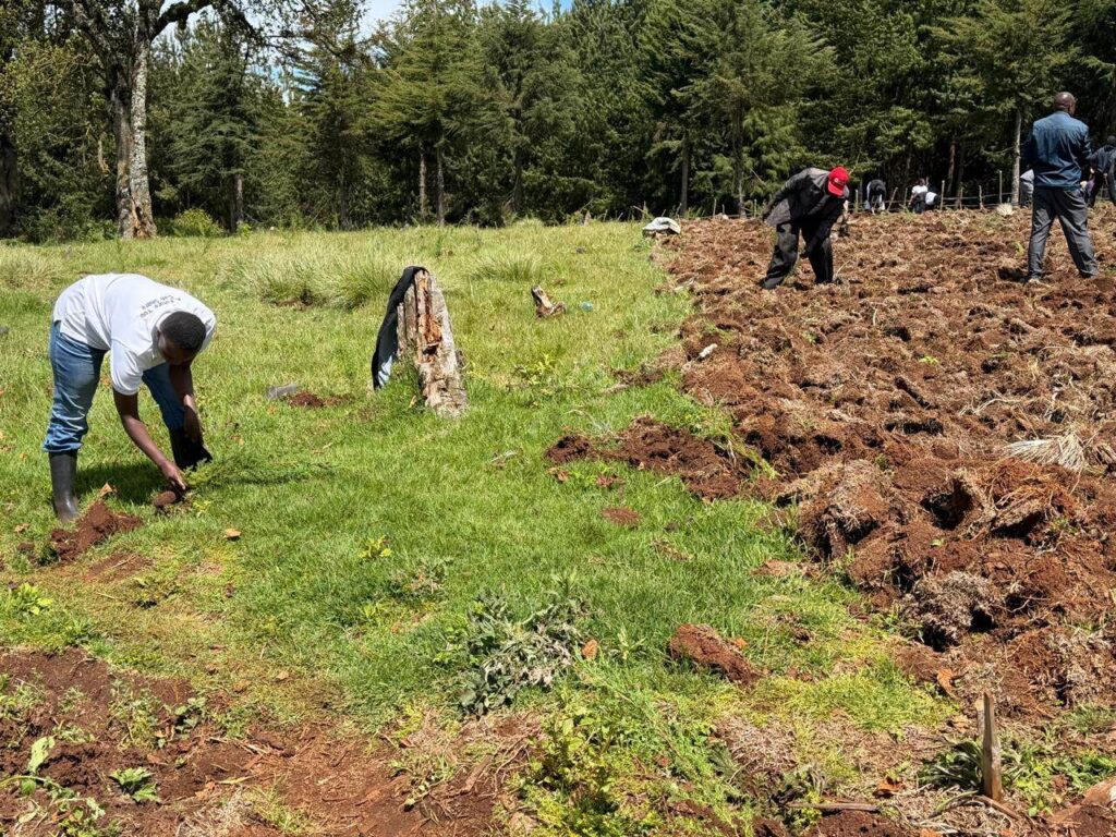 Privatization Authority tree planting activity in Sorget Forest 16