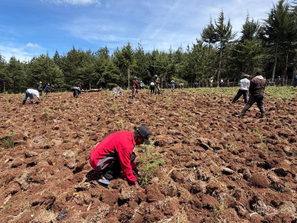Privatization Authority tree planting activity in Sorget Forest 21