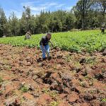 Tree Planting Initiative 04