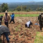 Tree Planting Initiative 06