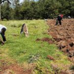 Tree Planting Initiative 16